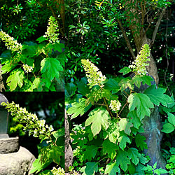 シェードガーデン/プロヴァンス風/中庭のある家/植物のある暮らし/秘密の花園...などのインテリア実例 - 2022-05-25 16:18:43