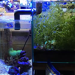 リビング/aquarium のインテリア実例 - 2017-06-19 06:25:40
