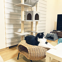 買ってよかったもの/ねこと暮らす/猫の部屋/保護猫と暮らす/IKEA...などのインテリア実例 - 2022-09-09 23:08:42