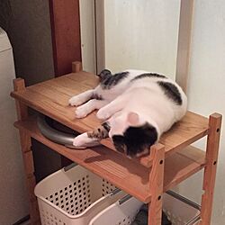 バス/トイレ/猫のいる暮らし/猫ばかりですみません/猫ばか/ぶちトラ...などのインテリア実例 - 2017-03-25 11:03:27