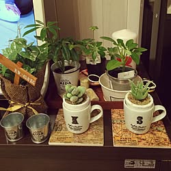 リビング/ダイソー/セリア/DIY/植物のインテリア実例 - 2015-02-24 19:52:51