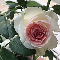 花のある暮らし/初心者/初薔薇/ピエール・ドゥ・ロンサール/いつもいいね！ありがとうございます♪...などのインテリア実例 - 2022-05-04 23:14:33