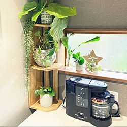 成城石井のコーヒー豆/観葉植物ラベンダー/観葉植物のある暮らし/ウンベラータ水挿し/観葉植物好き...などのインテリア実例 - 2022-08-26 17:39:30