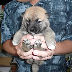 玄関/入り口/今夜も豆しゅけ可愛かったなぁ❤️/連投すみません/犬部♪/犬ばかりでスイマセン...などのインテリア実例 - 2015-04-23 22:44:36