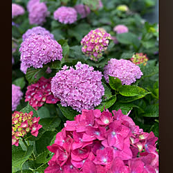 この紫陽花みんなプレゼントの鉢だった/オールピンクにピリオド/紫陽花/土の改良間に合わず/RCの出会いに感謝♡...などのインテリア実例 - 2022-06-09 13:54:36