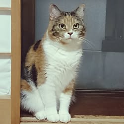 壁/天井/ねこ部/猫と暮らす。/ねこのいる日常/いつもいいね！ありがとうございます♪...などのインテリア実例 - 2016-10-06 21:33:20