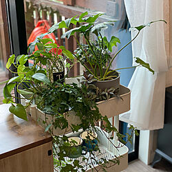 窓際/水栽培/観葉植物のある暮らし/ワゴン/IKEA...などのインテリア実例 - 2021-05-15 16:03:57