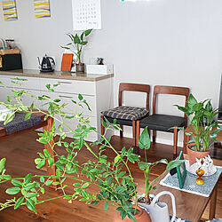 部屋全体/椅子/花が好き/植物のある暮らし/観葉植物...などのインテリア実例 - 2022-08-18 13:53:57