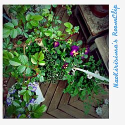 玄関/入り口/植物/薔薇/ベランダガーデン/ガーデニングのインテリア実例 - 2013-03-22 07:57:41