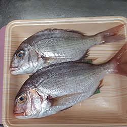 キッチン/タイ/魚塩焼きのインテリア実例 - 2023-09-20 17:20:03