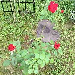 真紅の薔薇/レッドクイーン(ドイツ)/蒸し暑い…(*_*)/快晴35°/南向きの庭...などのインテリア実例 - 2020-08-28 05:31:52