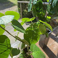 水やり/日光浴中の観葉植物/ポリシャスフリスビー/ウンベラータ/植物のある暮らし...などのインテリア実例 - 2021-03-23 14:26:21