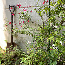 地植えの花/お気に入りシャベル/サビラー/サビサビ/ハゴロモジャスミン...などのインテリア実例 - 2023-05-04 06:41:54