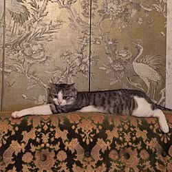リビング/猫/NO CAT,NO LIFE❤️/輸入壁紙のインテリア実例 - 2016-07-03 23:25:23