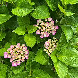 陽射しがギラギラ/快晴24℃/南の庭/蒸し暑い/紫陽花...などのインテリア実例 - 2021-06-16 12:35:15