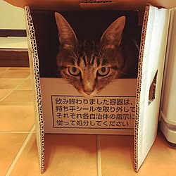 キッチン/ねこ部/ねこ族/猫のいる暮らし/賃貸...などのインテリア実例 - 2016-11-12 08:03:46