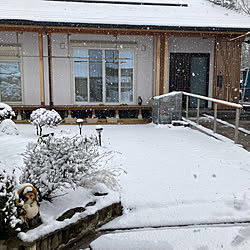 和風の外観/たぬきにも雪が積もる/雪が降る景色/LIXIL コートライン/木格子...などのインテリア実例 - 2023-02-10 14:36:07