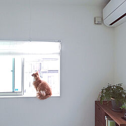壁/天井/窓辺のインテリア/ねこのいる日常/建売住宅をおしゃれに/猫と暮らす家...などのインテリア実例 - 2023-02-10 08:44:55