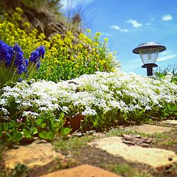 ベッド周り/花/植物のある暮らし/ナチュラルガーデン/庭づくり...などのインテリア実例 - 2016-04-23 13:27:08