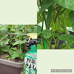 枝豆栽培/家庭菜園/野菜うまし/アースガーデン/害虫対策...などのインテリア実例 - 2022-06-11 08:15:06