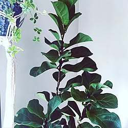 ベッド周り/観葉植物/インテリア/インテリアグリーン/植物のある暮らし...などのインテリア実例 - 2017-05-17 23:26:53