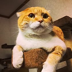 猫部屋のインテリア実例 - 2017-05-12 01:08:37