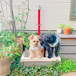 犬との暮らし/わんこと暮らす家/犬と暮らす/グリーンのある暮らし/植物のある暮らし...などのインテリア実例 - 2020-08-25 21:04:11