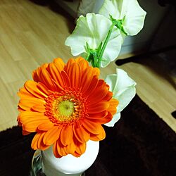 リビング/植物/花のインテリア実例 - 2014-03-13 21:02:44