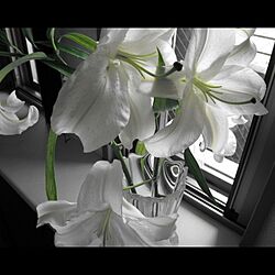 白/花のインテリア実例 - 2014-01-17 10:40:08