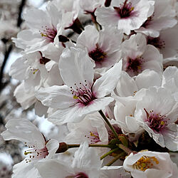 桜のインテリア実例 - 2022-04-04 22:55:57