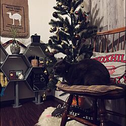 リビング/猫/賃貸/クリスマスツリー/IKEA...などのインテリア実例 - 2015-12-22 23:18:59