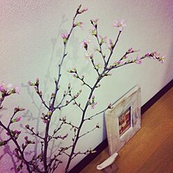 リビング/お花のインテリア実例 - 2013-02-10 21:41:52