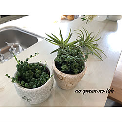 NO GREEN NO LIFE/エアープランツ/ピレア/グリーンネックレス/観葉植物...などのインテリア実例 - 2019-03-18 20:58:57