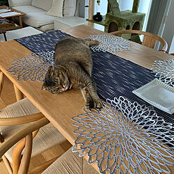 ダイニングテーブル/ねこと暮らす。/猫スペース/リビングのインテリア実例 - 2021-06-11 12:15:04