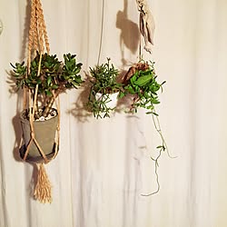 壁/天井/ノンプリーツカーテン/名前が分からない/金の成る木/観葉植物のインテリア実例 - 2015-08-03 23:01:09