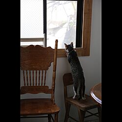 ねこ部/猫のいる日常/猫と暮らす/猫のいる暮らし/窓枠DIY...などのインテリア実例 - 2017-05-16 11:42:48