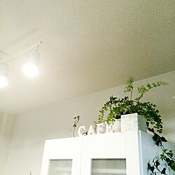 壁/天井/ホワイトインテリア/エレガントも好き/ホワイト雑貨♡/観葉植物...などのインテリア実例 - 2014-09-23 17:52:59