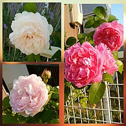 壁/天井/壁/天井ではありません/薔薇/薔薇が好き/薔薇ばかりでごめんなさい...などのインテリア実例 - 2017-06-11 18:16:10