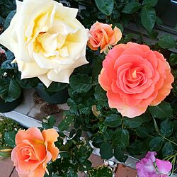 玄関/入り口/薔薇のある庭のインテリア実例 - 2017-05-15 15:03:03