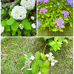 グリーンのある暮らし/植物が好き/はなのある暮らし/暮らしを楽しむ/紫陽花が好き♡...などのインテリア実例 - 2022-06-22 15:57:31