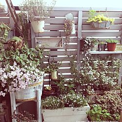 壁/天井/ベランダガーデニング/ベランダガーデン/DIY/植物...などのインテリア実例 - 2013-05-13 13:36:56