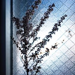 壁/天井/花のある暮らし/観葉植物/1Rのインテリア実例 - 2017-03-14 19:49:19