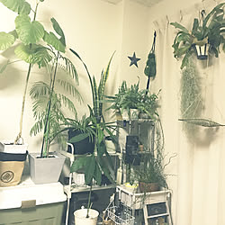 壁/天井/観葉植物/賃貸/植物のインテリア実例 - 2018-04-08 21:16:32