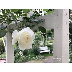 玄関/入り口/2017.05.10/薔薇が好き/ガーデン/庭...などのインテリア実例 - 2017-05-10 09:20:50