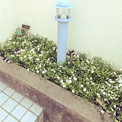 玄関/入り口/花のインテリア実例 - 2016-04-24 15:02:21