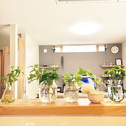 キッチン/ガラス瓶/植物/グリーンのインテリア実例 - 2016-10-25 09:37:17