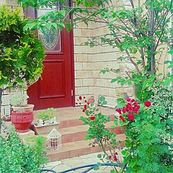 玄関/入り口/庭/薔薇のインテリア実例 - 2014-07-06 17:11:54