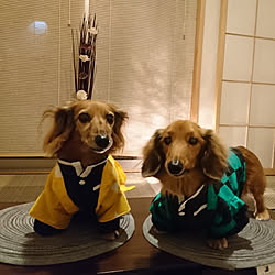 壁/天井/わたしのハンドメイド 秋/ハンドメイド/犬のいる暮らし/愛犬と暮らす家...などのインテリア実例 - 2020-11-09 12:32:37