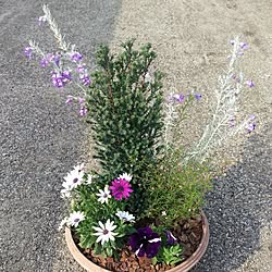 植物/日替わり投稿企画!木曜日/花/ホームセンター/コメリ...などのインテリア実例 - 2017-05-12 08:21:44