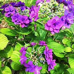 玄関/入り口/大好きな紫陽花のインテリア実例 - 2017-06-26 22:59:47